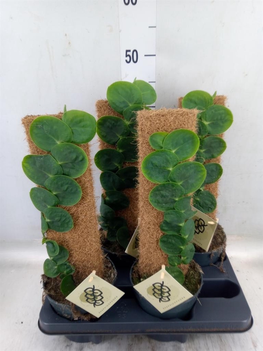 <h4>Planten   ...green L%</h4>