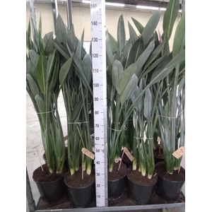 Strelitzia reg.