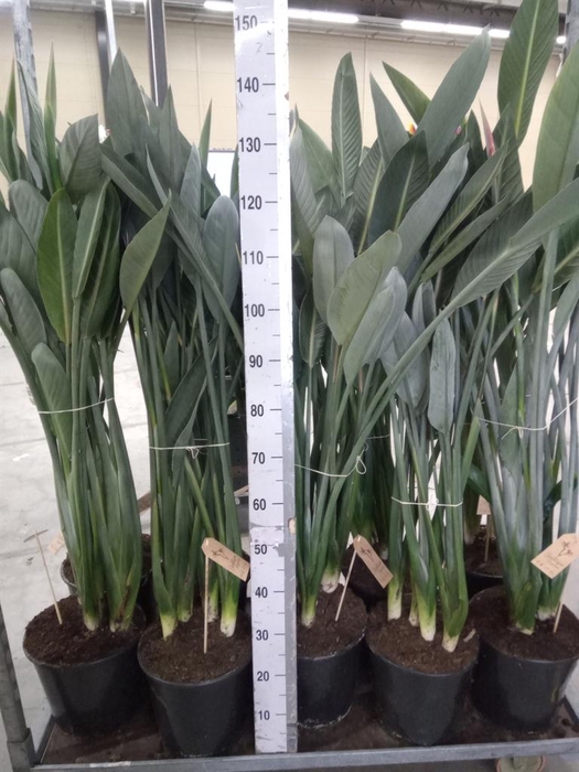 <h4>Strelitzia reg.</h4>