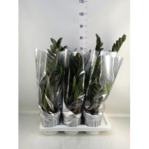 Zamioculcas zamiifolia 'Super Nova'