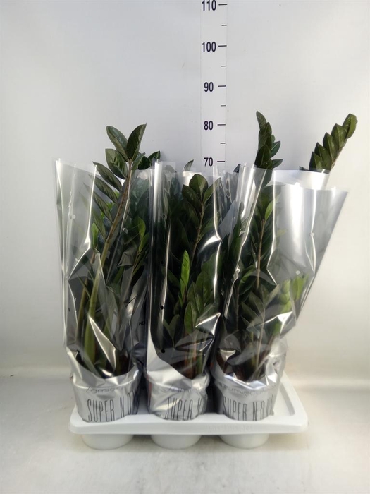 <h4>Zamioculcas zamiifolia 'Super Nova'</h4>