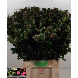 ILEX BL M BLU PRINCE