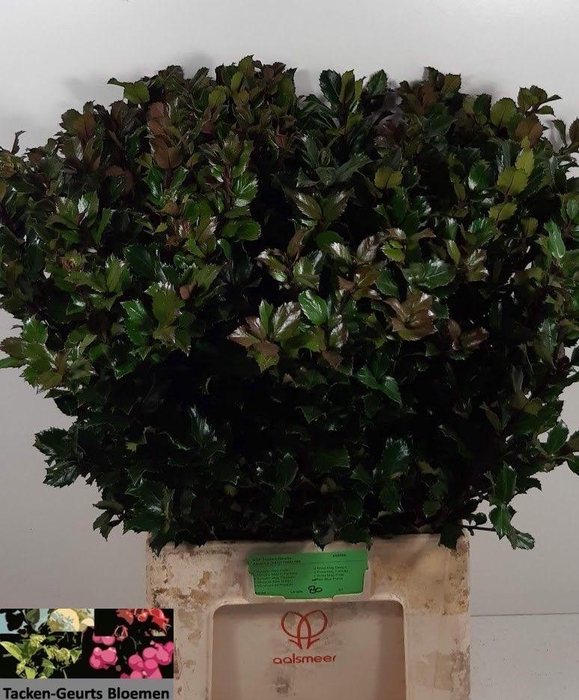 <h4>ILEX BL M BLU PRINCE</h4>