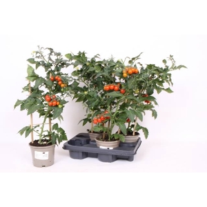 TOMATENPLANTEN