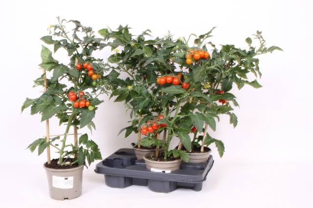 <h4>TOMATENPLANTEN</h4>
