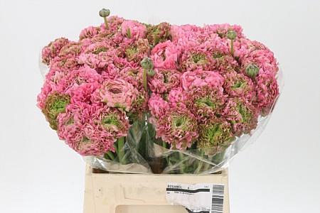 <h4>Ran Pon-pon Alice</h4>