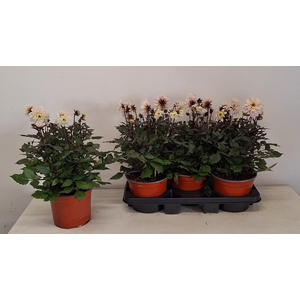 DAHL GARDEN WHITE