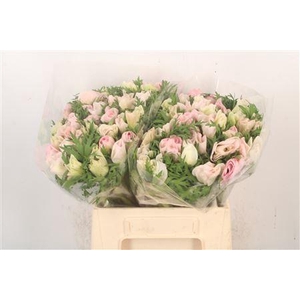 Anemone Mistral Light Pink
