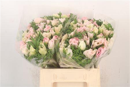 <h4>Anemone Mistral Light Pink</h4>