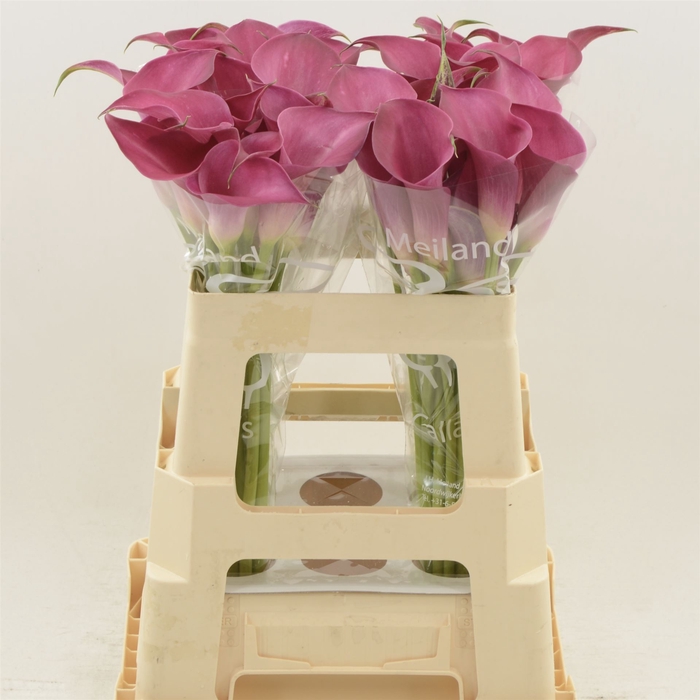 <h4>Calla Pink Jewel</h4>