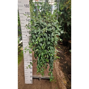 Aeschynanthus marmoratus