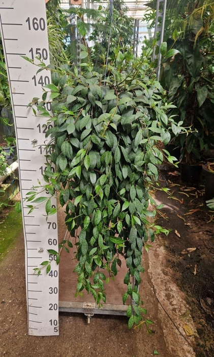 <h4>Aeschynanthus marmoratus</h4>