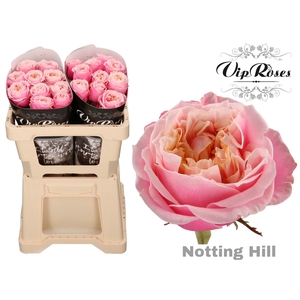 R GR NOTTING HILL XXL