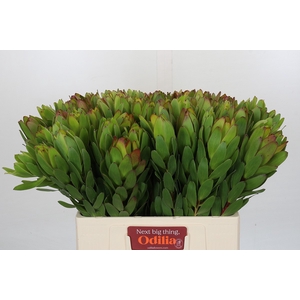 Leucadendron Goldstrike