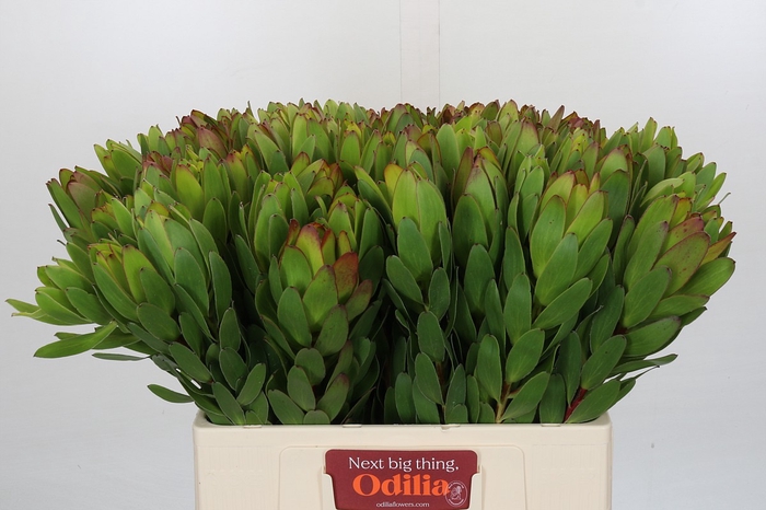 Leucadendron Goldstrike