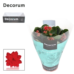 Kalanchoe Decorum - Red