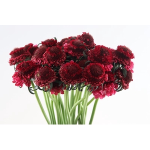 Scabiosa Scoob Dark Cherry