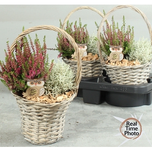 ARR TUINPLANTEN