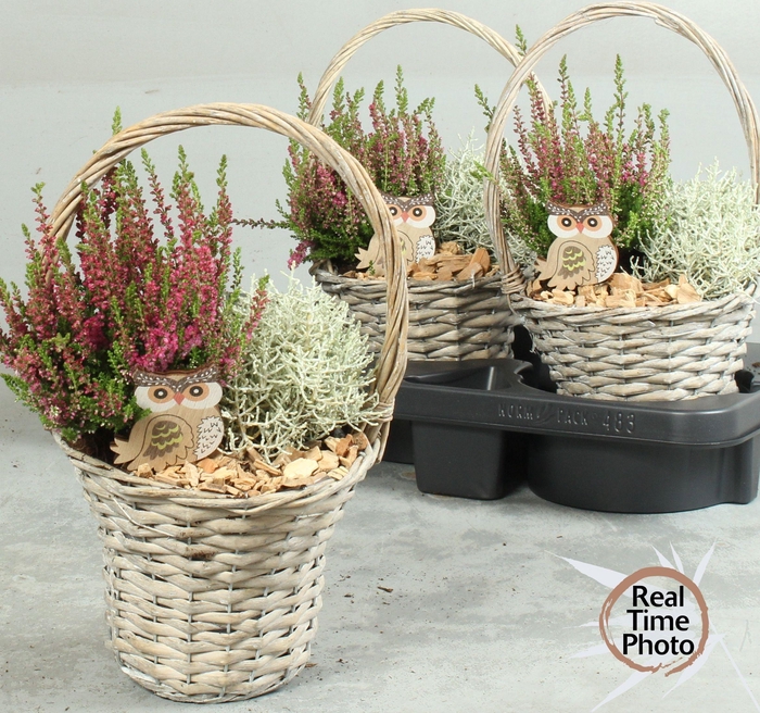 <h4>ARR TUINPLANTEN</h4>