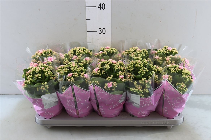 <h4>Kal Ge Perfecta Pink&white</h4>