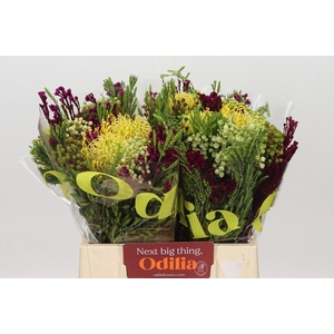BQ Nutans High Gold 2 Flower