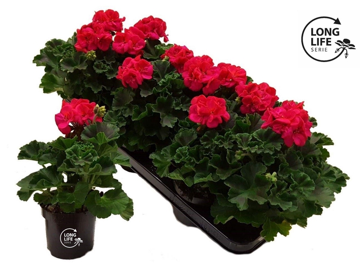 <h4>Pelargonium Zonale Hot Pink</h4>