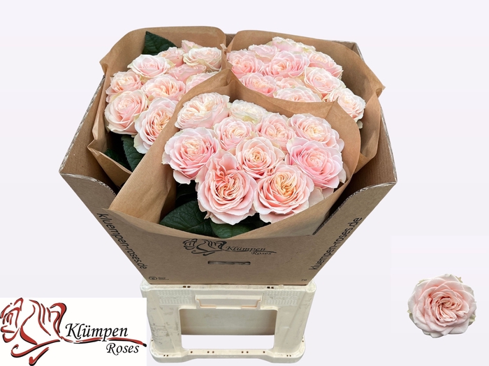 <h4>R Gr Love Fountain Kluempen</h4>