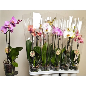 PHAL GEM 6 KL