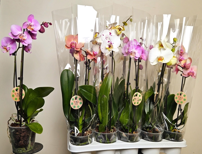 <h4>PHAL GEM 6 KL</h4>