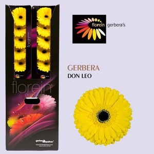 Gerbera aquabox don leo