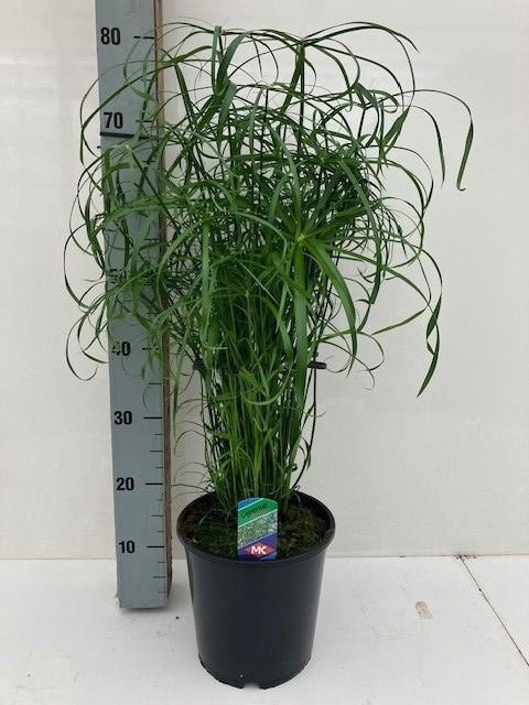 <h4>CYPER ALTERNIFOLIUS</h4>