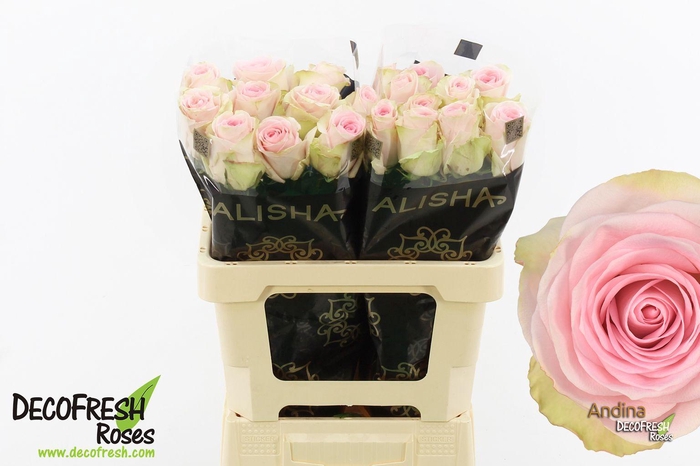 <h4>R Gr Andina</h4>