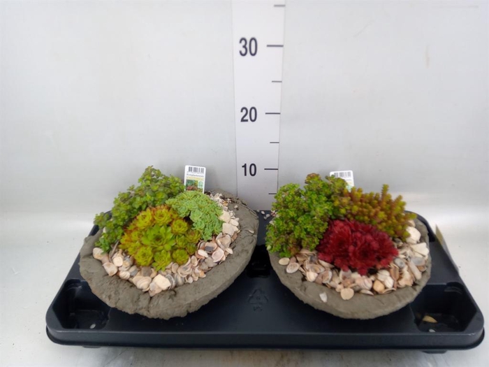 <h4>Arr. Tuinplanten L%</h4>