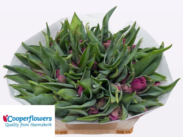 <h4>TU PA PARROT PRINCE</h4>