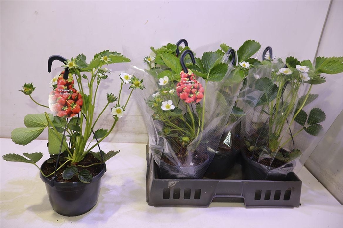 <h4>arr8 Frag Elsanta</h4>