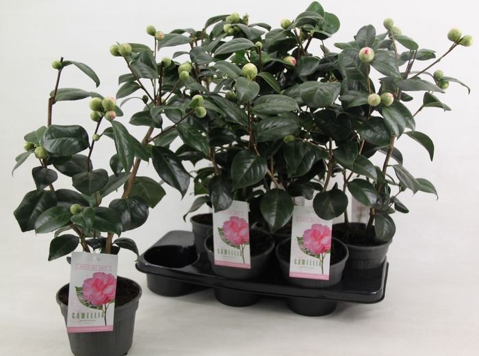 <h4>Camellia Jap Bonomiana</h4>