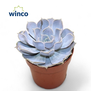 Echeveria Rinionii