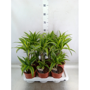Dracaena fr de 'LemonLime'