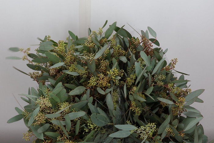 <h4>Euca Populus Bes Kort 400 Gr</h4>