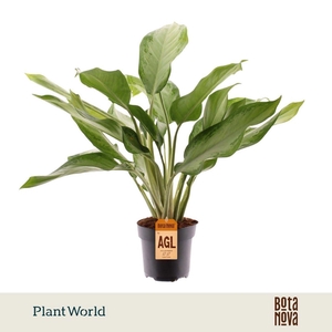 Aglaonema Cleopatra