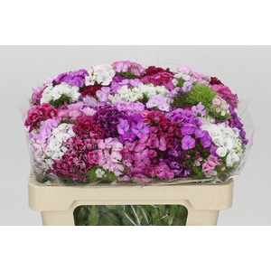Dianthus Br Rainbow Mix