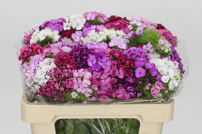 <h4>Dianthus Br Rainbow Mix</h4>