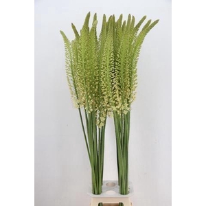 EREMURUS ALASKA