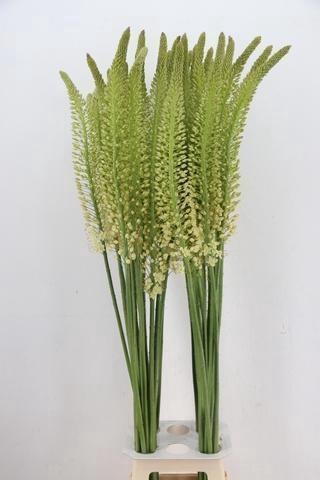 <h4>EREMURUS ALASKA</h4>