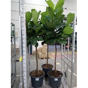 Ficus lyrata