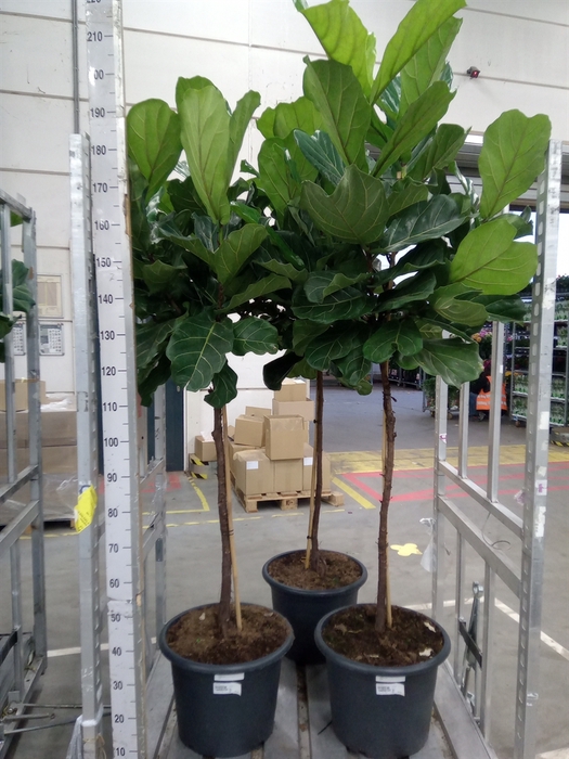 <h4>Ficus lyrata</h4>
