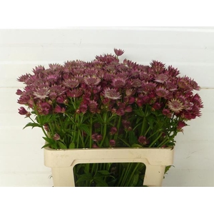 ASTRANTIA ROSA LEE