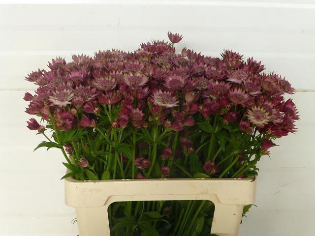 <h4>ASTRANTIA ROSA LEE</h4>