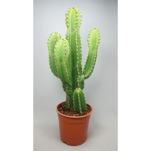 Euphorbia ingens