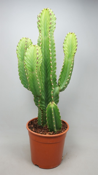 <h4>Euphorbia ingens</h4>